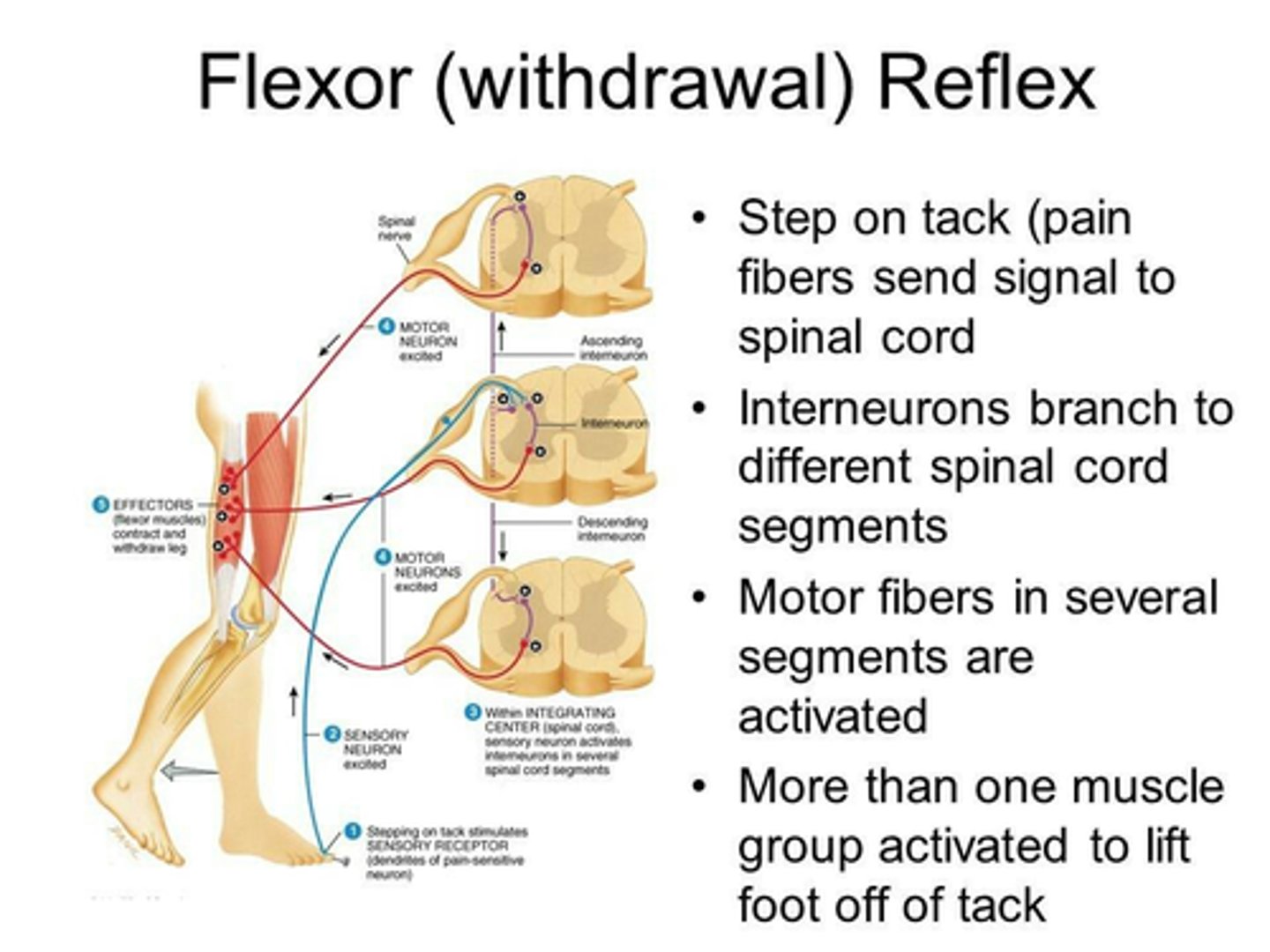 <p>E.g Leg</p><p>Stimulus = stepping on nail</p><p>↓</p><p>Receptor = touch, pressure, pain</p><p>↓</p><p>Effector = hamstrings (= flexors) ⇒ contract</p><p>↓</p><p>Ipsilateral, Polysynaptic</p>