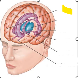 <p>Hvaða hlut i heilans er þetta?</p>