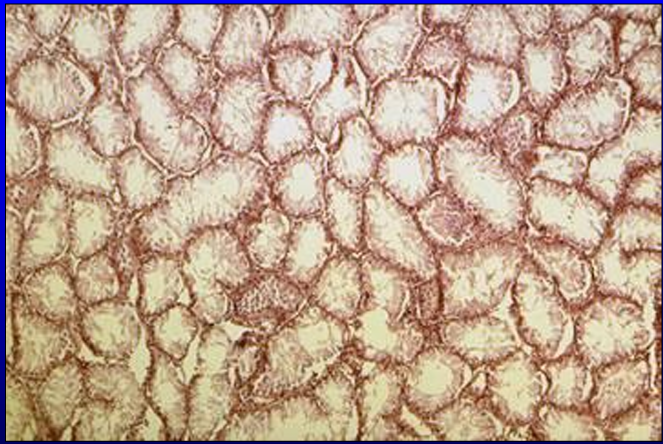 <p>Identify the structure:</p><p>Specie:</p>