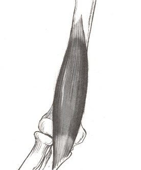 <p><strong>Origin</strong>: lower 1/2 of humerus</p><p><strong>Insertion</strong>: coranoid process of ulna</p><p><strong>Action</strong>: elbow flexion with hand in pronation</p>