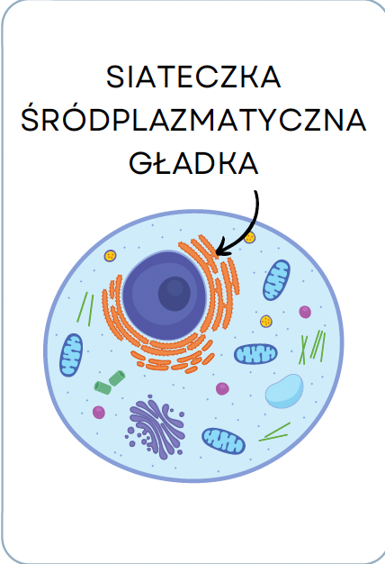 <p>SIATECZKA ŚRÓDPLAZMATYCZNA GŁADKA</p>