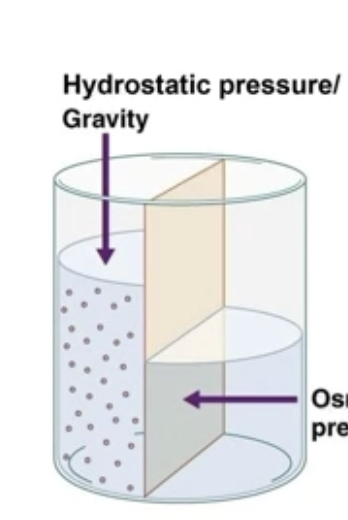 <ul><li><p>Pressure exerted by the standing column of water - gravity</p></li><li><p>The <strong>pushing force</strong> exerted by a fluid on the walls of its container or membrane; caused by gravity </p></li><li><p></p></li></ul><p></p>