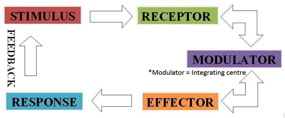 <ol><li><p>Stimulus occurs</p></li><li><p>Sensory receptors sense change</p></li><li><p>Activated sensor sends input signal to integrating centre (afferent signal)</p></li><li><p>Integrating centre compares input signal to desired set-point</p></li></ol><ul><li><p>These 4 steps are always active - always looking for small changes &amp; sending it to the integrating centre to sense if the change is within homeostasis</p></li></ul><ol start="5"><li><p>If signal is out of range, integrating centre sends output signal (efferent signal)</p></li><li><p>Output signal travels to the target (effector)</p></li><li><p>Target carries out response to bring variable back to normal</p></li></ol><p></p>