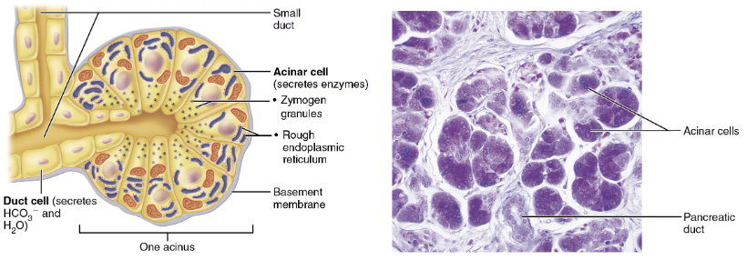 <p><span style="color: blue;"><strong><span>STRUCTURE</span></strong></span></p><ul><li><p><span style="color: blue;"><strong><span>Acini</span></strong></span></p><ul><li><p>Clusters of secretory cells that produce <span style="color: purple;"><strong><span>zymogen granules</span></strong></span> containing proenzymes</p></li></ul></li><li><p><span style="color: blue;"><strong><span>Ducts</span></strong></span></p><ul><li><p>Secrete to duodenum via main pancreatic duct</p></li><li><p>Smaller duct cells produce <span style="color: red;"><span>water</span></span> and <span style="color: red;"><span>bicarbonate</span></span></p></li></ul></li></ul><p><span style="color: red;"><strong><span>FUNCTION</span></strong></span></p><ul><li><p>Exocrine function → produce <span style="color: red;"><span>pancreatic juice</span></span><span style="color: rgb(0, 0, 0);"><span> containing enzymes and bicarbonate into the small intestine</span></span></p></li></ul><p></p>