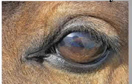 <p>What is this kind of eye?</p>