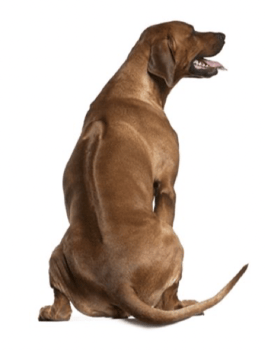 <p>FCI - 6, hair on his spine goes the wrong way</p>