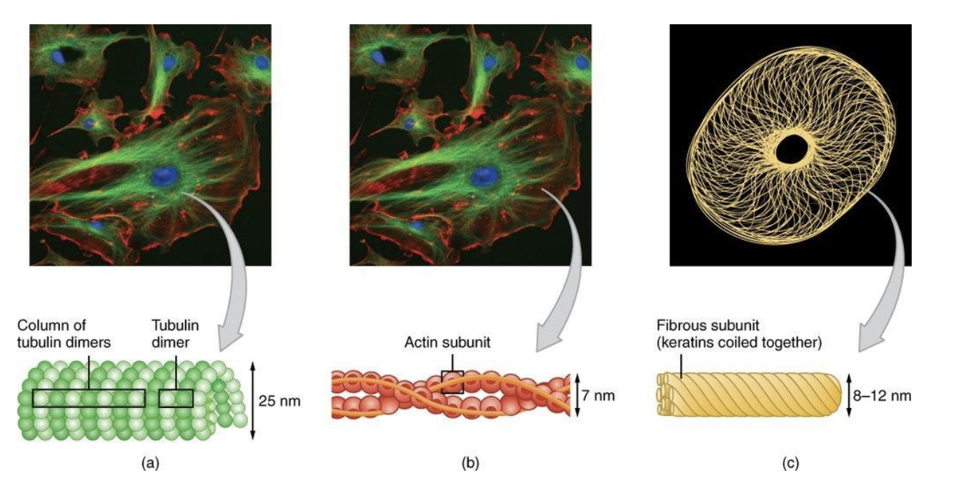 <ul><li><p><strong>Microtubule:</strong></p><ul><li><p>Hollow cylinders of protein tubulin</p></li><li><p>Largest</p></li></ul></li><li><p><strong>Intermediate filament:</strong></p><ul><li><p>Rope-like fibers of intermediate filament proteins </p></li></ul></li><li><p><strong>Actin/microfilament:</strong></p><ul><li><p>Helical polymers of protein actin </p></li><li><p>Smallest </p></li></ul></li></ul><p></p>
