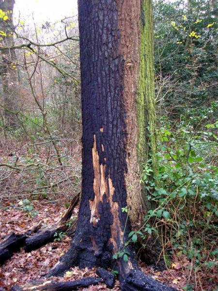 <p>Tree is burnt</p>