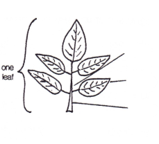 <p>Type of leaf?</p>