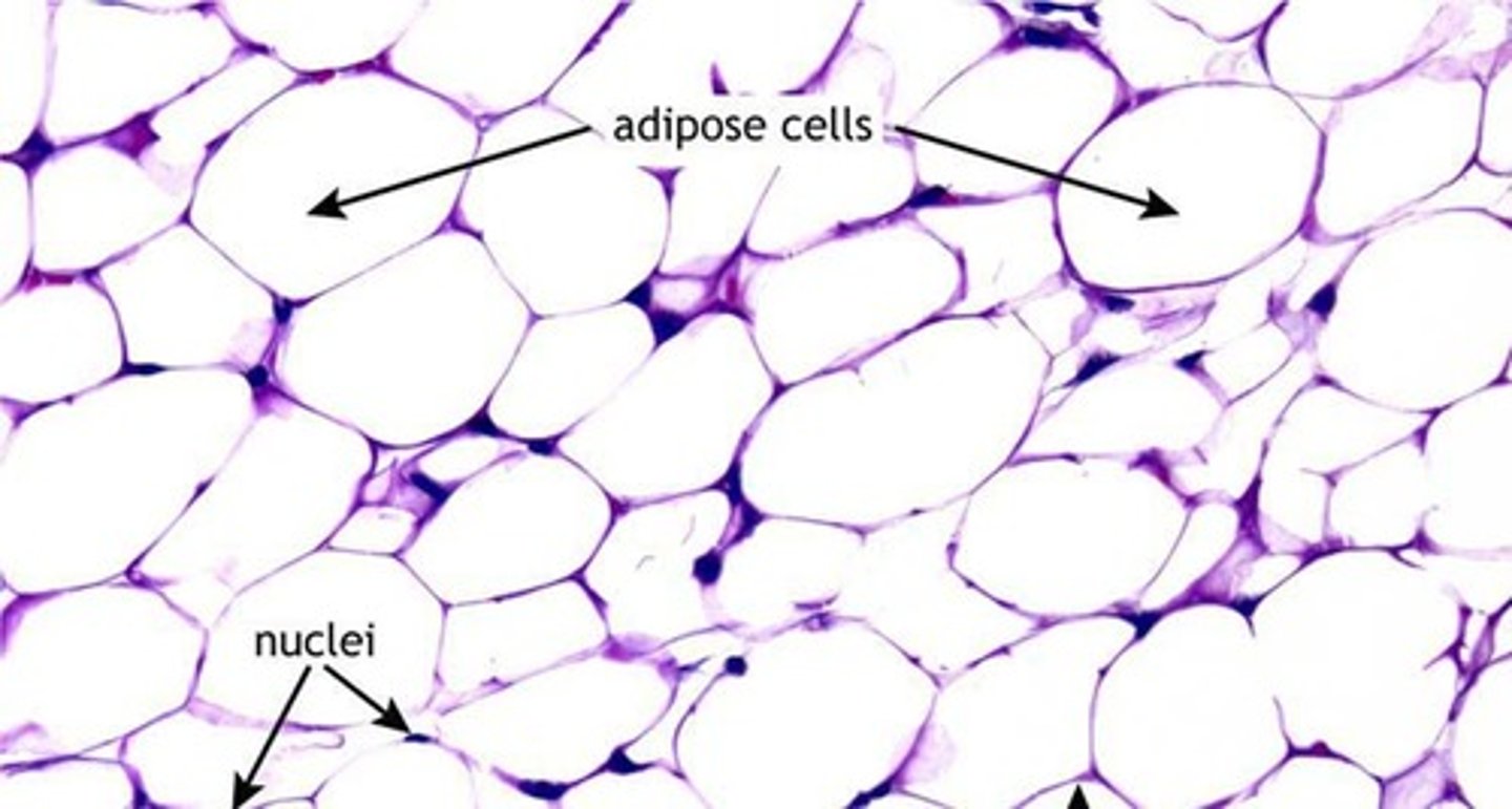 <p>White adipose tissue (white fat) and brown adipose tissue (brown fat).</p>