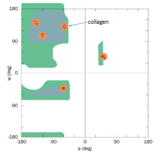 <p>organe is anti b pleated beta sheet</p><p></p>