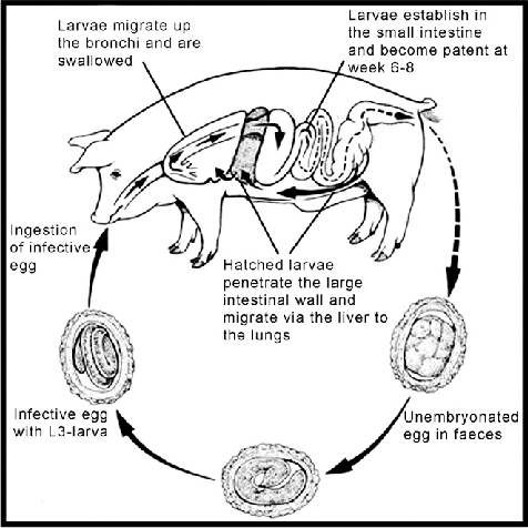 <p>Eggs with infectious L3 enter the host orally, undergo entero-hepatic-pulmonary migration, and mature in the small intestine</p>