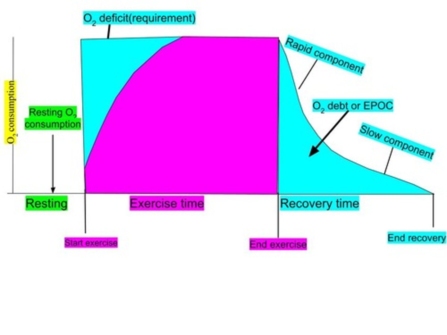 <p>1) Lactic Acid removal<br>2) EPOC due to oxygen debt (Excess Post Exercise Oxygen Consumption)</p>