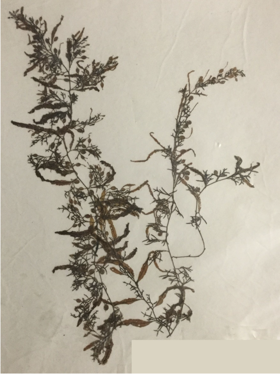 <p>Sargassum (pressed specimen)</p>