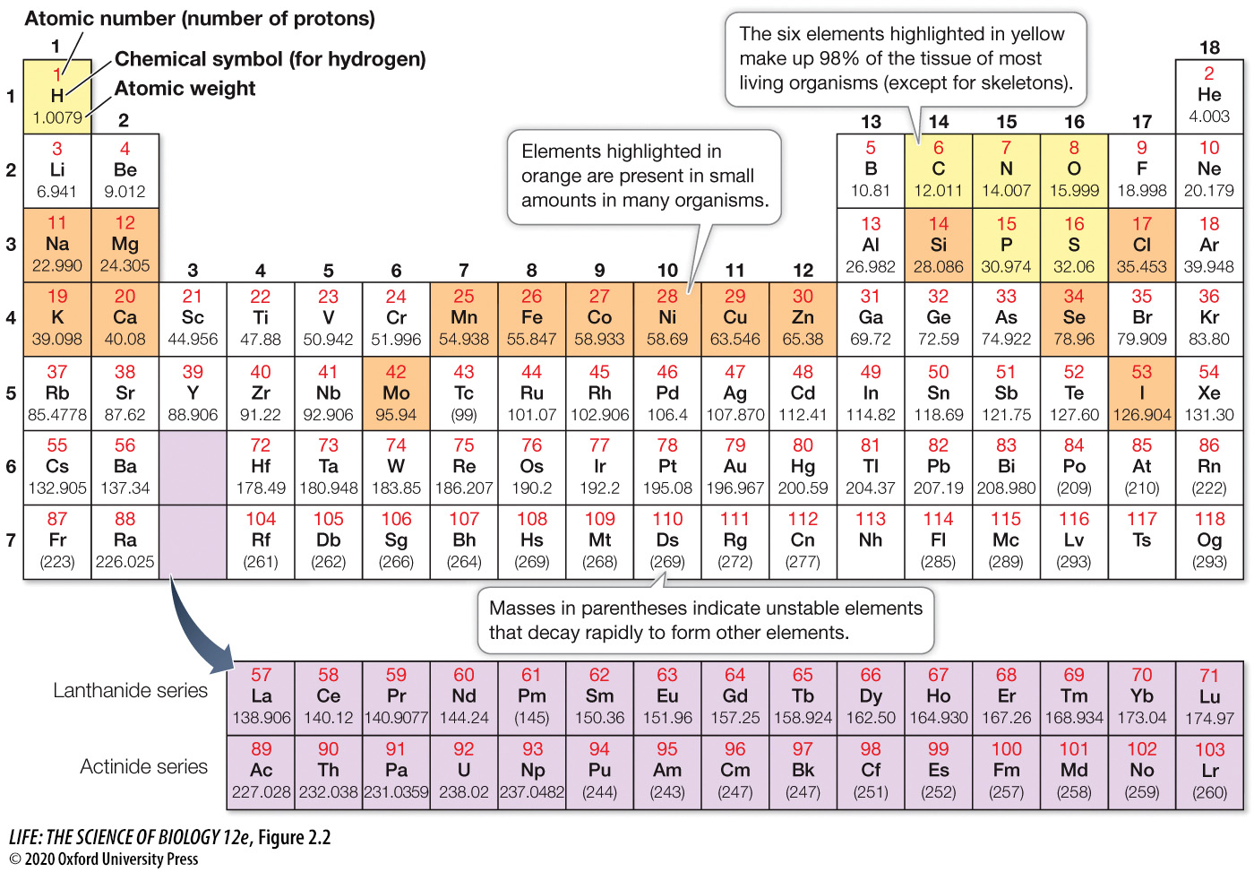 <p>98% of tissue in living organisms (except for skeletons) is made up of these 6 elements: <strong>Hydrogen, Carbon, Nitrogen, Oxygen, Phosphorus, and Sulfur</strong>.<br><br><em>(A mnemonic to remember these 6 elements is CHNOPS)</em></p>