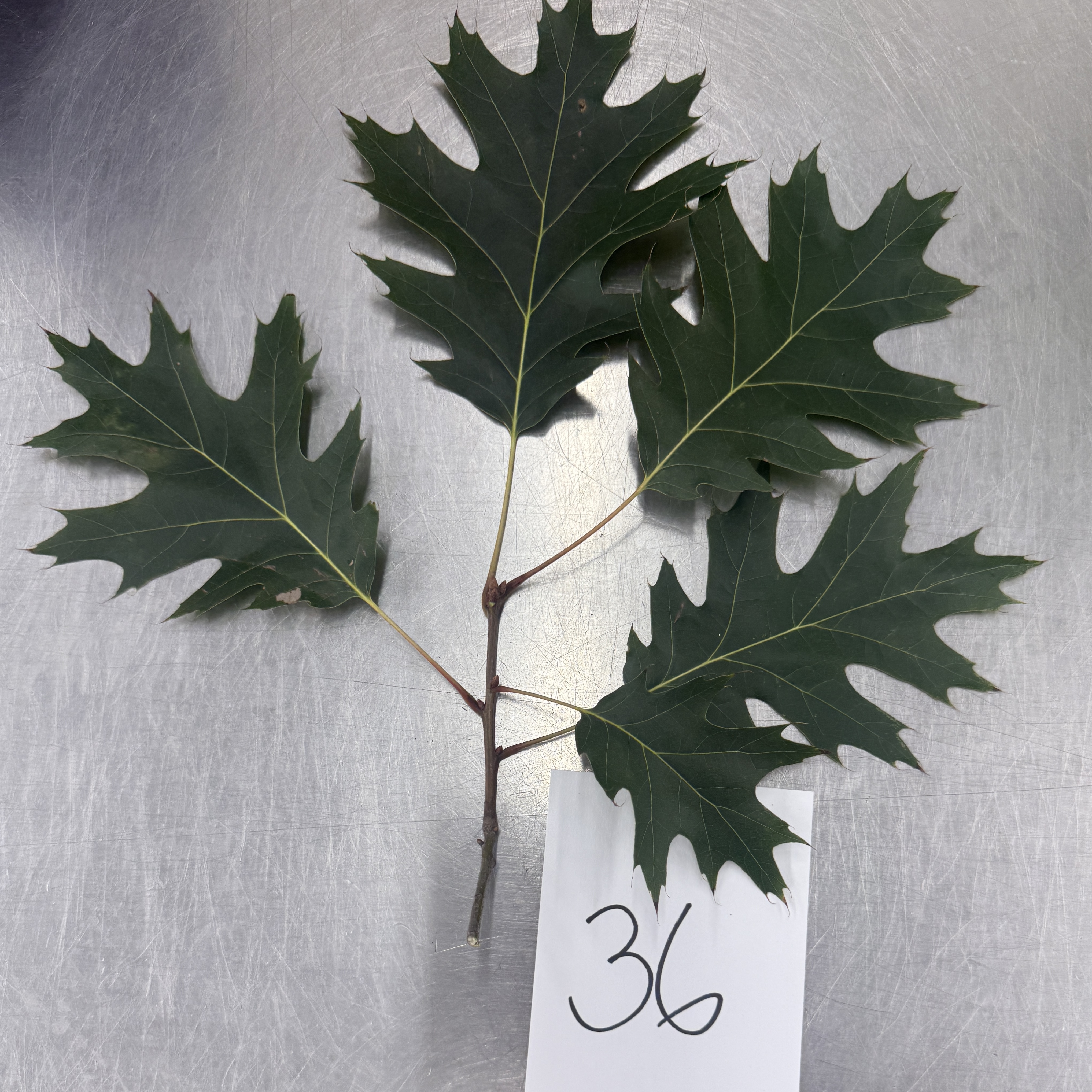 <p>Identify the arrangements of the leaf specimen</p>