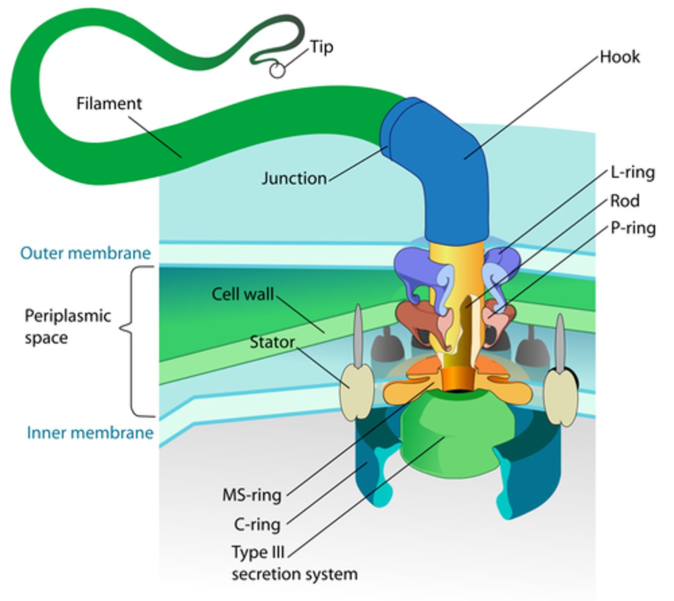 <p>Polymerized protein that forms the long, hollow, helical structures in the filaments of prokaryotic flagellum.</p>