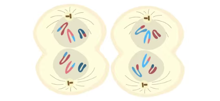 <p>spindle breaks down, new nuclear envelopes develop, cleavage furrow/cell plate forms, chromatids decondense, cytokinesis occurs; 4 haploid cells w/ unduplicated chromosomes</p>