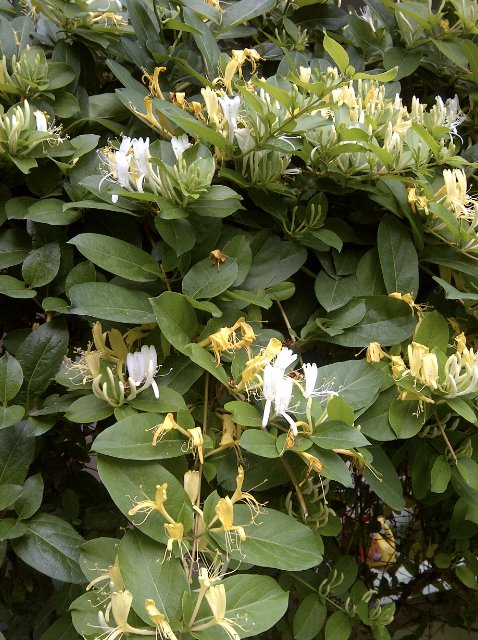 Honeysuckle