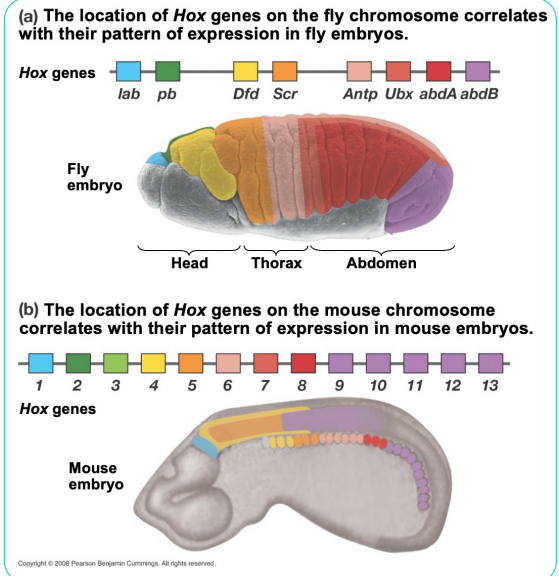 <p>Hox genes expressed in a distinctive pattern along the anterior-posterior axis after segments are established. </p><p> These genes code for regulatory transcription factors that trigger the production of segment-specific structures. </p><p> “Homeobox”: the site along the DNA where the transcription factors bind; very similar between different organisms</p>