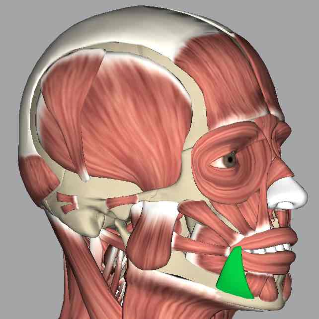<p>Muscle that depresses the corners of the mouth laterally.</p>