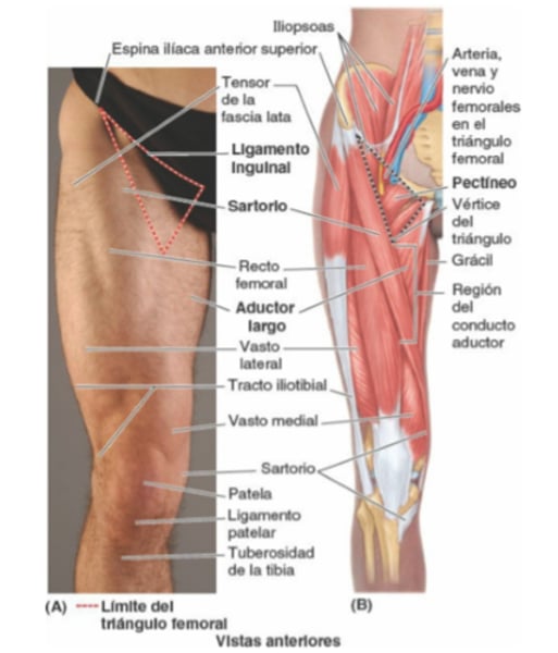 <p>Son los límites del triángulo femoral</p>