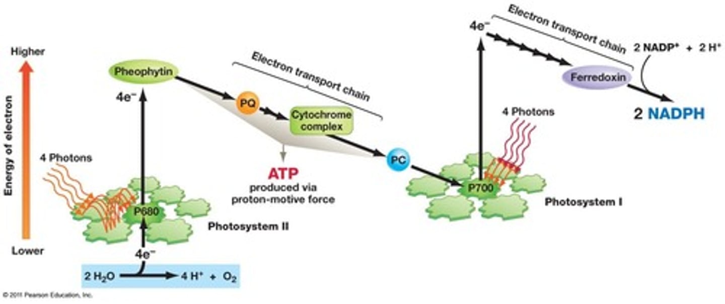 <p>'Z-scheme' of photochemistry</p><p>--2 membrane bound photosystems (PSII and PSI)</p><p>--ATP, NADPH are formed in membrane bound ETC</p><p>--Electron donor: H2O - Electron acceptor NADP+</p>