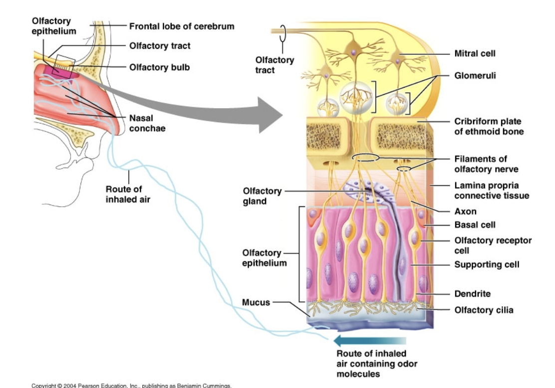 <p>describe the peripheral olfactory apparatus (pathway).</p>