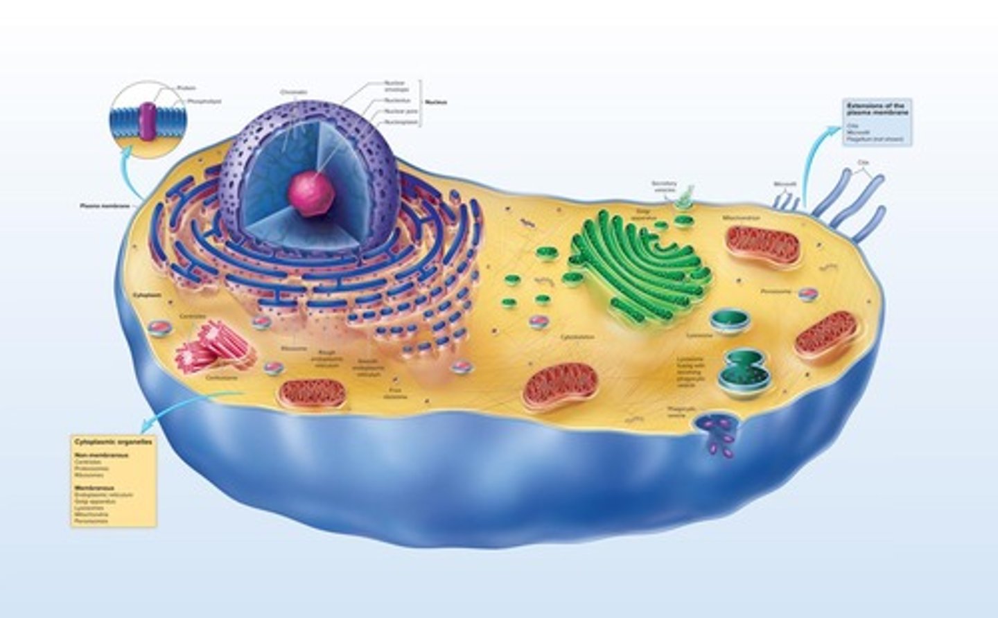 <p>Plasma membrane, cytoplasm (cytosol and organelles), nucleus (in eukaryotes), and cytoskeleton.</p>