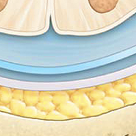 <p>three layers of connective tissue in which the brain and spinal cord are wrapped/ The WHOLE LAYER</p>