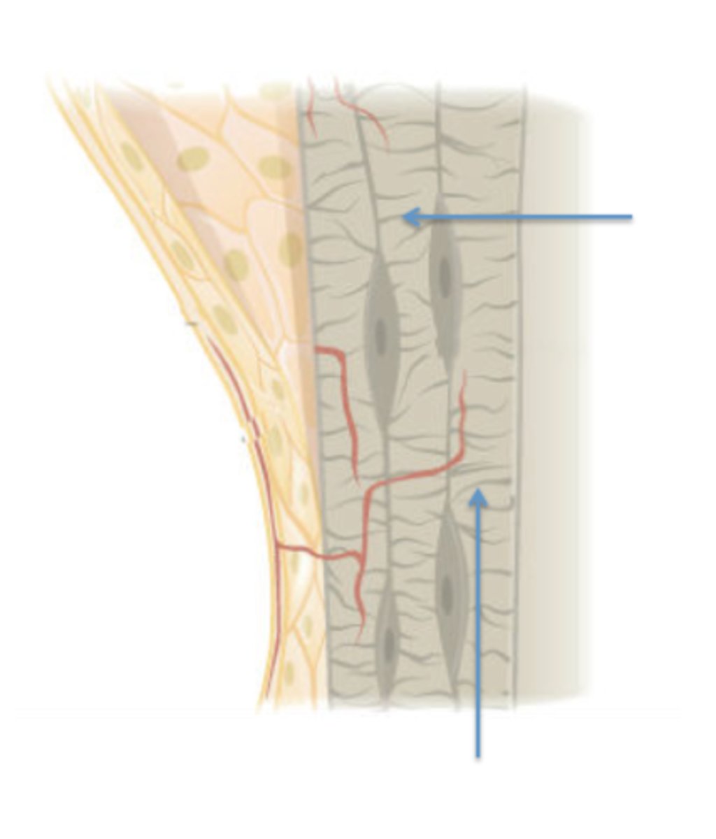 <p>Identify these compact bone structures.</p>