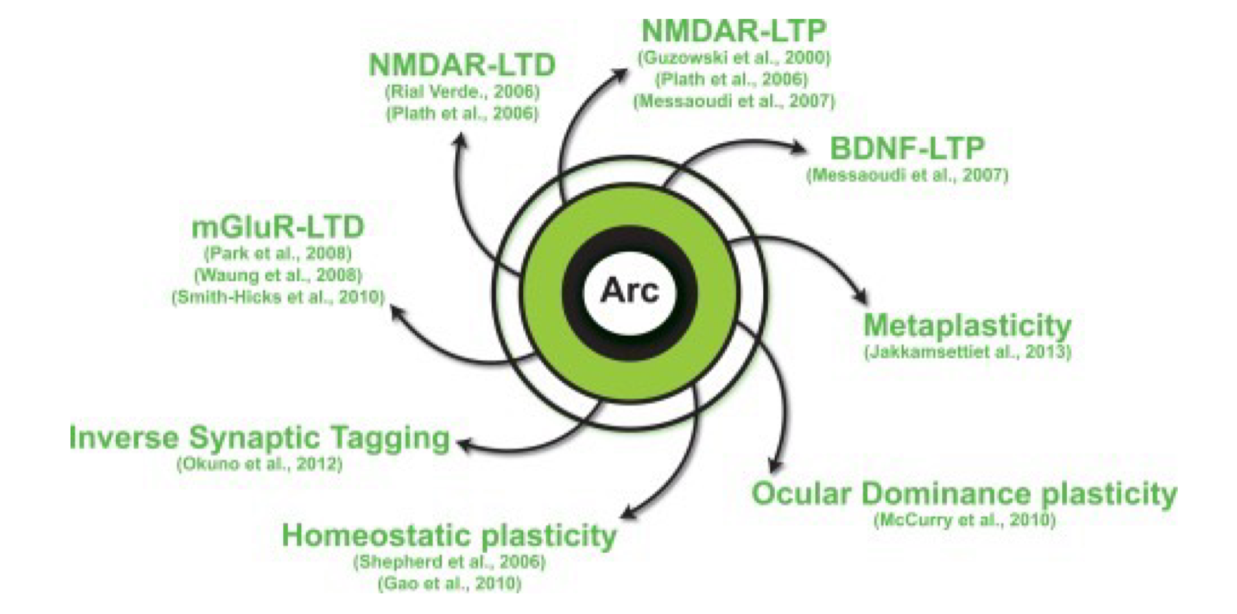 <ul><li><p>important for many forms of neuronal plasticity (i.e memory formation)</p></li><li><p>Arc = activity regulated cytoskeleton</p></li><li><p>related to repetitive DNA b/c it evolved from a retrotransposon (type of repetitive DNA)</p></li></ul><p></p>