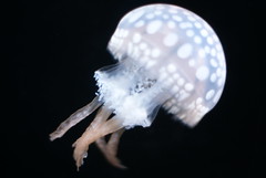 <p>a sea creature with a soft, oval, almost transparent body</p>