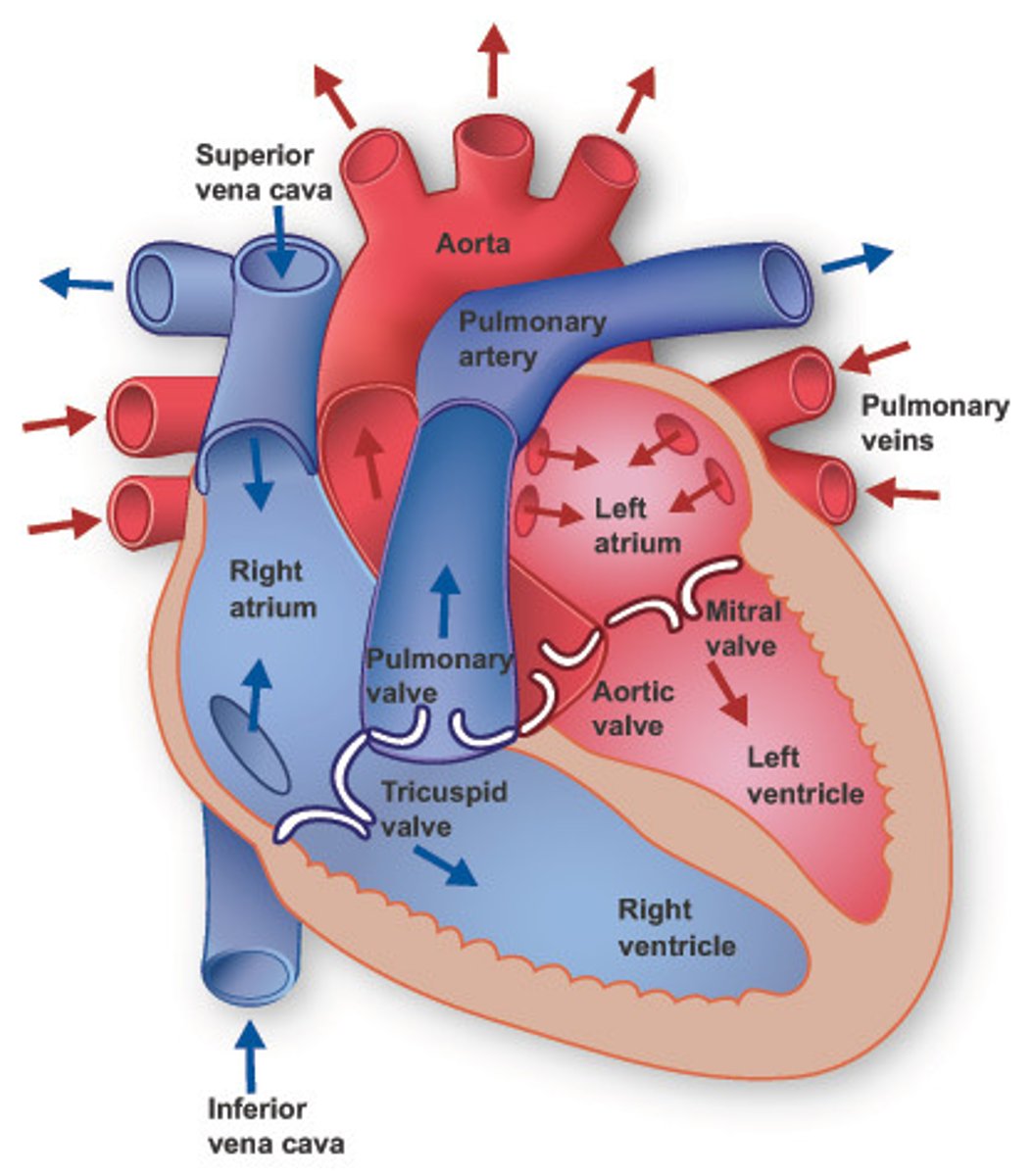 <p>The heart has 4 chambers:</p><p>Right atrium</p><p>Right Ventricle</p><p>Left atrium</p><p>Left ventricle</p><p>Deoxygenated blood enters the right atrium, where it gets forced into the right ventricle (the valves prevent backward flow of blood) where it then leaves through the pulmonary artery</p><p>Oxygenated blood from the lungs enters the left atrium, where it gets forced into the left ventricle where it then leaves through the aorta</p>