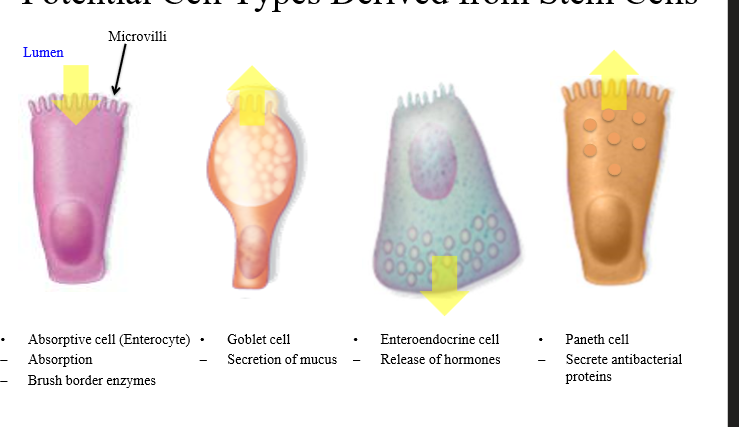 <p>Enterocytes, Goblet cells, enteroendocrine cell, paneth cell</p><p></p>