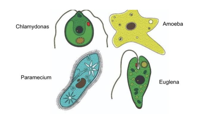 What are Protists