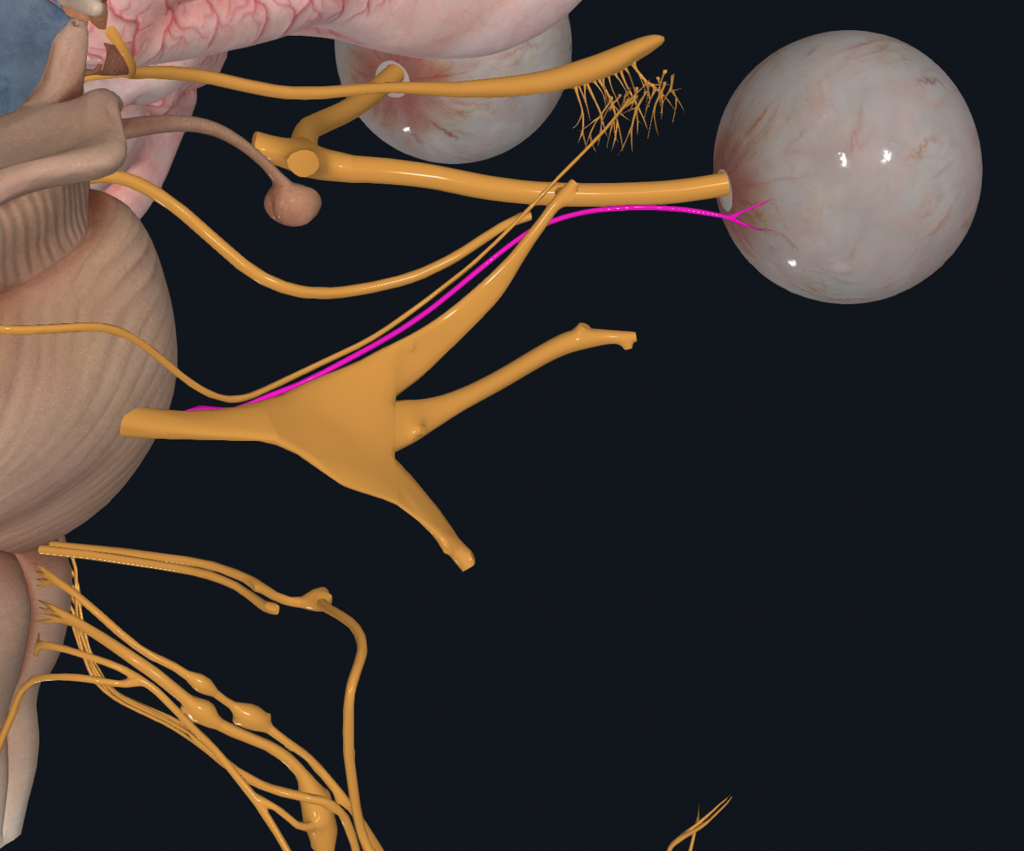 <p>Eyeball Movement</p><p>Proprioception</p>