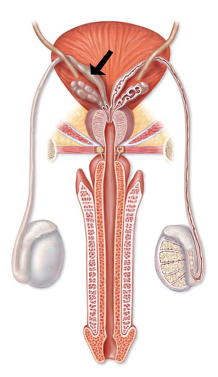 <p>expanded distal portion</p>