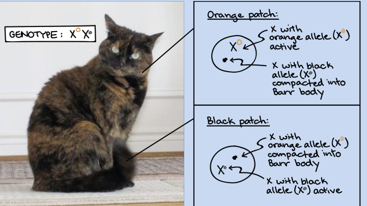 <p>We have 23 pairs of chromosomes v2 sex chromosomes •</p><p> XX or XY ²Permanent X inactivation to compensate for the extra X in females vAKA lyonization </p><p>vBecause of dosage-sensitive genes vEarly in embryonic life v</p><p>Usually random v</p><p>Each cell selects one X chromosome to inactivate </p><p>vThe decision is transmitted to all daughter cells </p><p>vInactivation is the condensation of of one x chromosome to form the Barr Body</p>