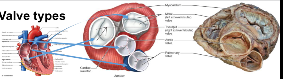 <p>Atrioventricular valve:</p><ul><li><p>tricuspid - 3 leaflets</p></li><li><p>Bicuspid (mitral) - 2 leaflets</p></li><li><p>Between atria and ventricles</p></li><li><p>Allow blood flow to ventricle but not back to atria</p></li><li><p>Feature chordate tendinea and papillary muscles which reinforce against pressure of ventricle contraction </p></li></ul><p></p><p>Semilunar valves:</p><ul><li><p>aortic </p></li><li><p>Pulmonary</p></li><li><p>Named after 3 leaflets being crescent moon shaped</p></li><li><p>Attached to arterial walls</p></li><li><p>Allow blood flow to arteries but not back to ventricles </p></li></ul><p></p>