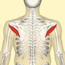 <p>lower facet of greater tuberosity of humerus into capsule of shoulder joint</p>