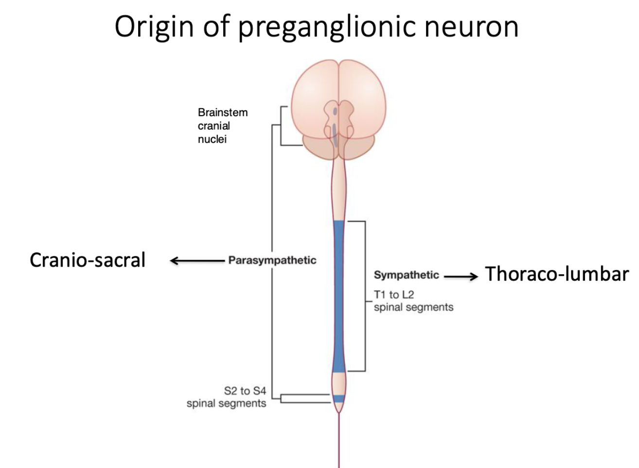 <p>cranio-sacral regions</p>