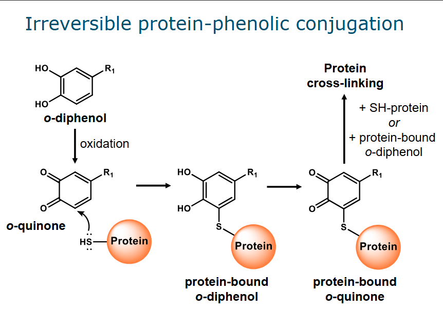 <ol><li><p>Formation of o-quinones from o-diphenols by oxidation</p></li><li><p>Nucleophilic side chains in proteins attack the electron deficient o-quinones → protein bound o-diphenol</p></li><li><p>If this structure becomes oxidized again (→ protein bound o-quinone) it can be attacked by another protein or a protein bound o-diphenol creating a cross link (irreversible)</p></li></ol><p></p>