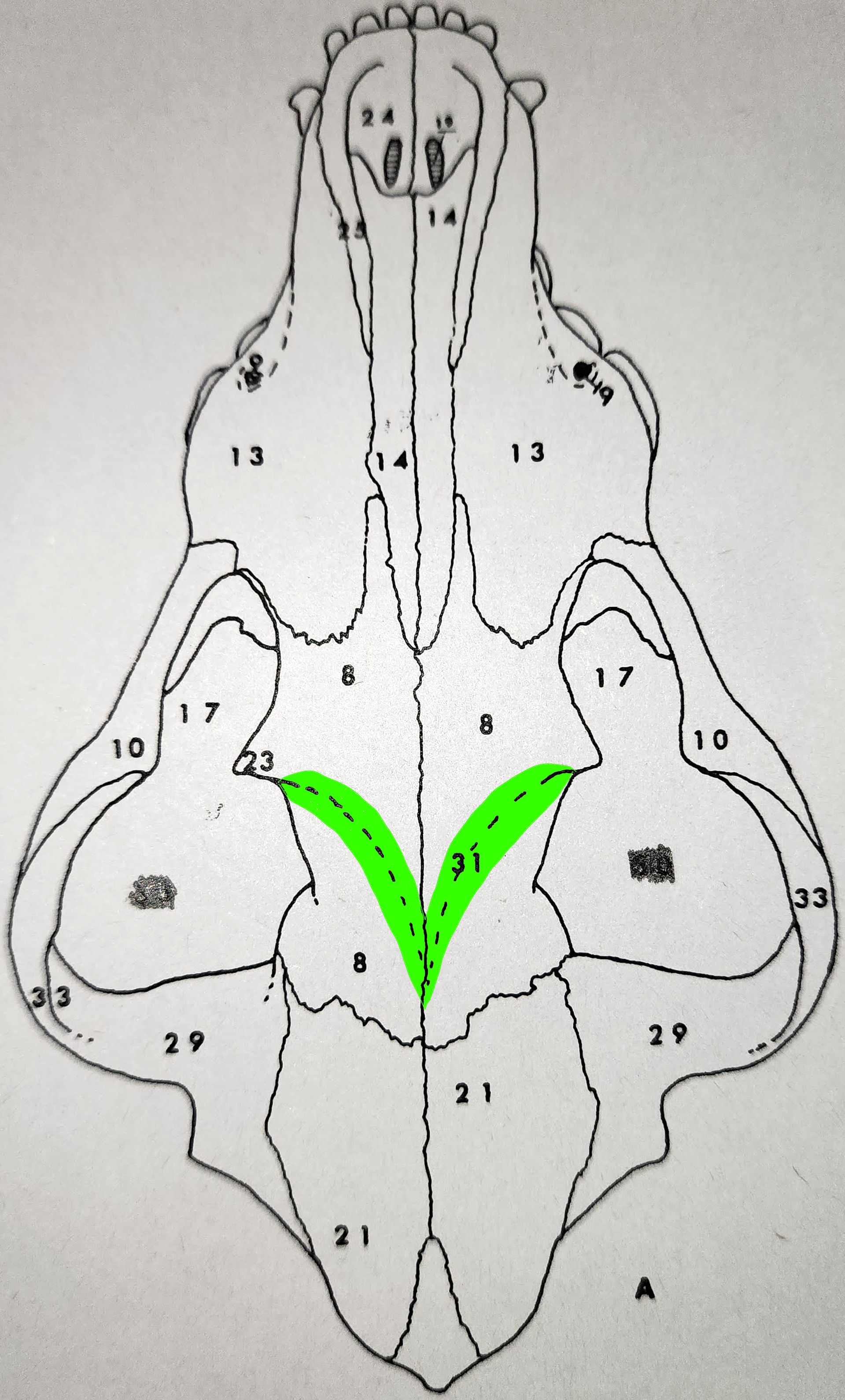 knowt flashcard image