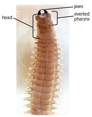 <p>Nereis ventral view</p>