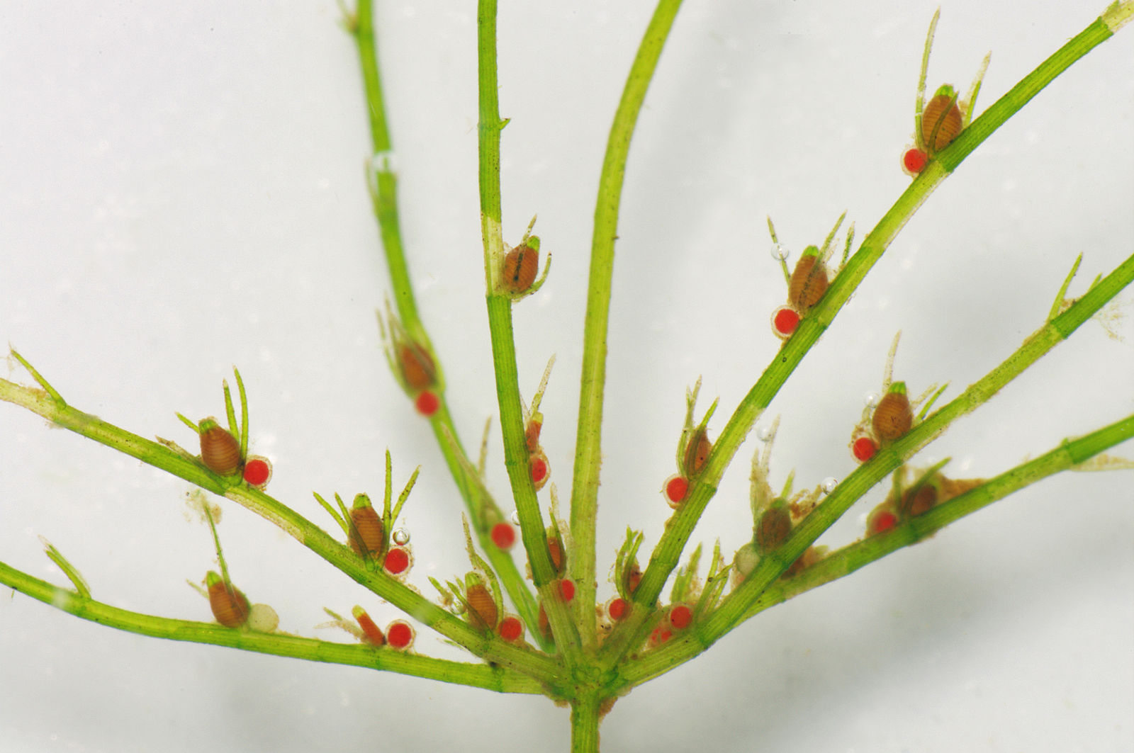 <p>Chara</p><p>charophyta</p><p>green</p><p>thallus with main axis (w distinct nodes and internodes) and lateral branches</p><p>multicellular thallus</p><p>sessile organism; motile sperm</p><p>a stonewort; globules and nucules at nodes; calcification on their surfaces</p>