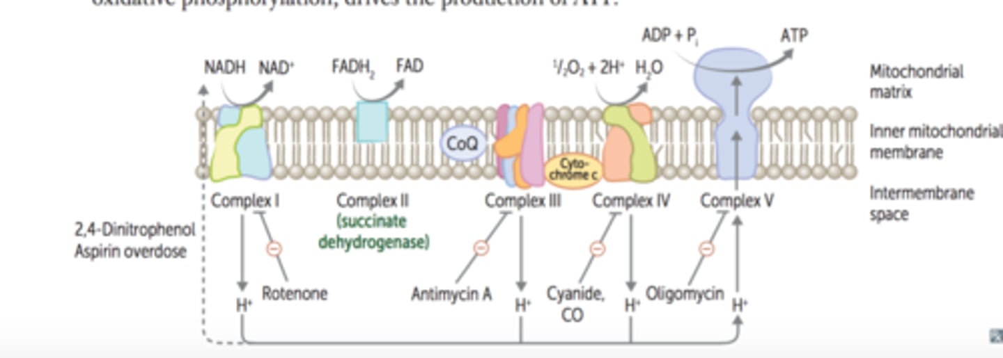 <p>Cyanide binds to ferric iron (Fe3+) in cytochrome oxidase a3 in the mitochondrial electron transport chain --- blocks oxidative phosphorylation --- promotes anaerobic metabolism --- lactic acidosis</p>