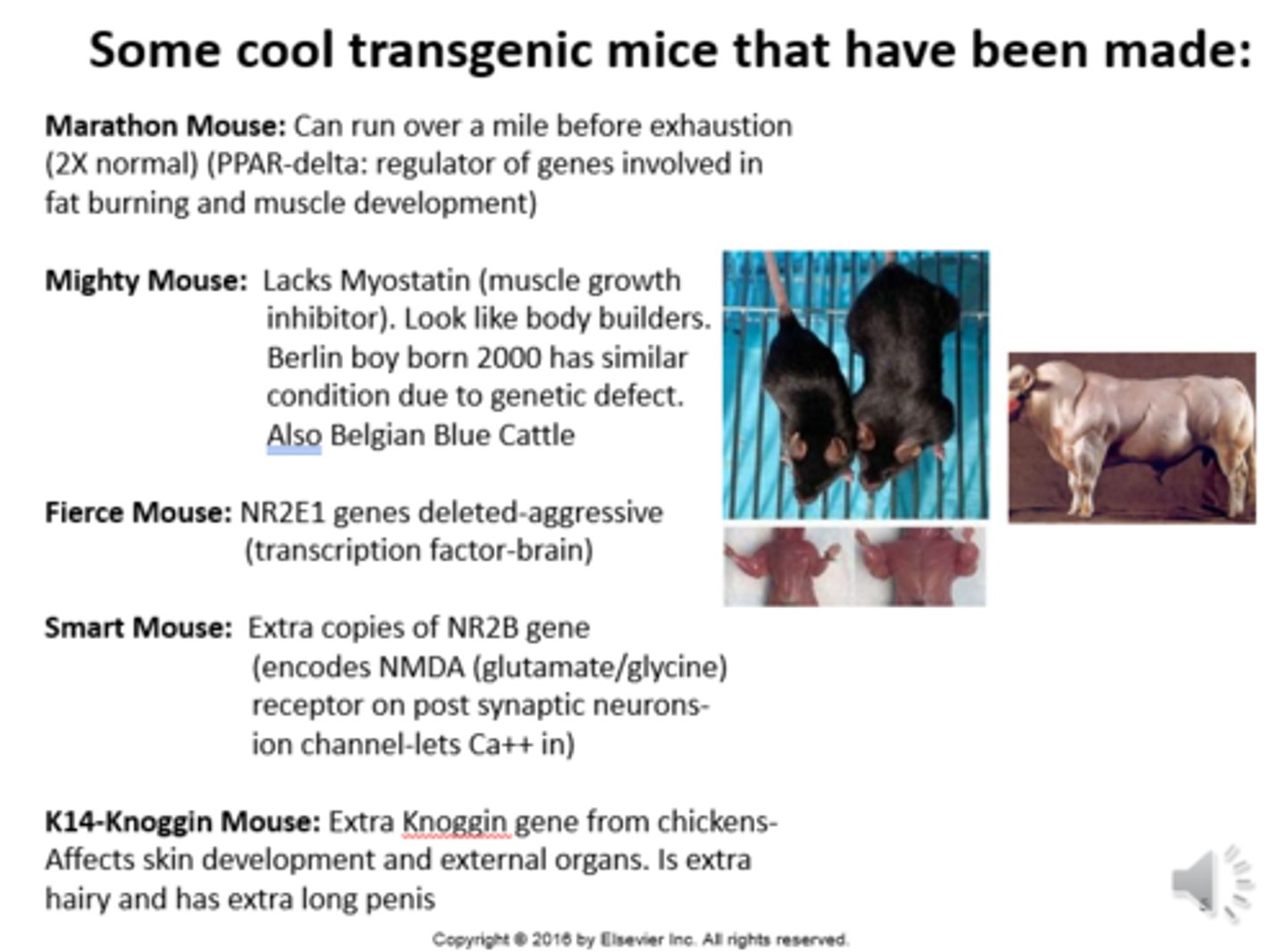 <p>False; "Is aggressive due to the overexpression of a transcription factor in the brain, not the lack of one."</p>