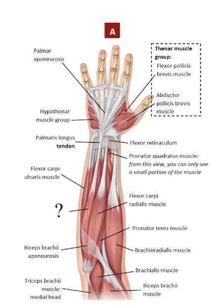 <p>weakly developed, sometimes absent, has long tendon attached to the palmar aponeurosis</p><ul><li><p>anchors skin and fascia of palmar region</p></li></ul><p></p>