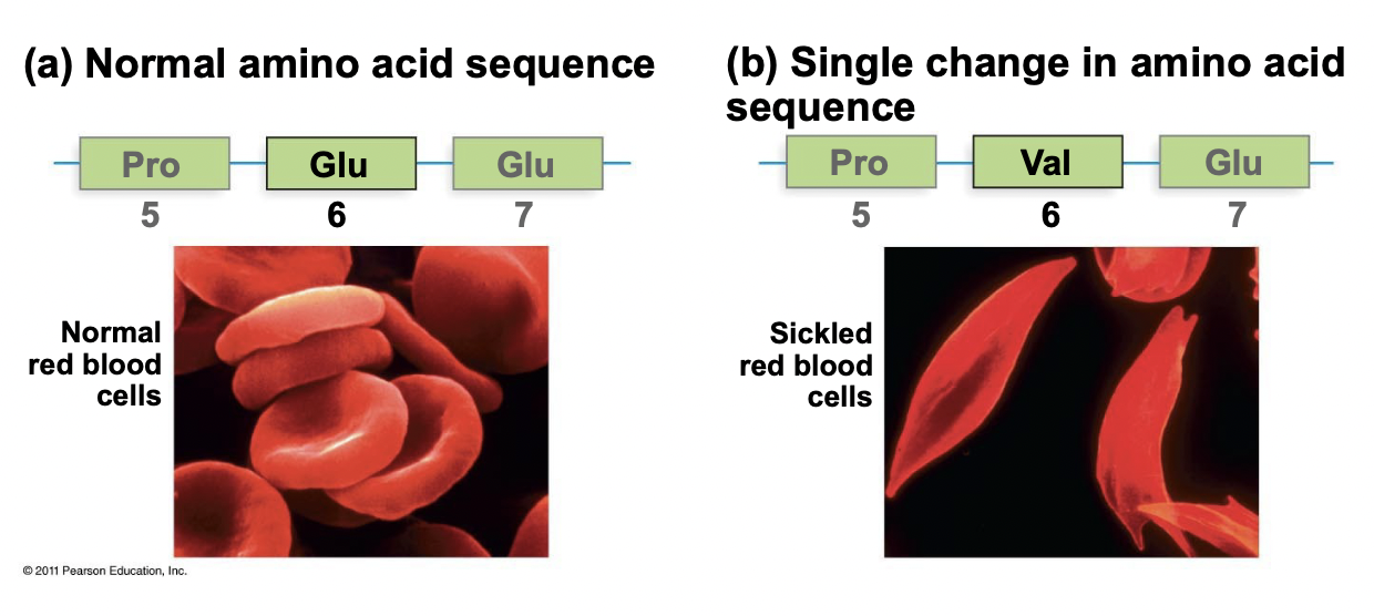 <ul><li><p>Proteins diluted in watery solution denature at high temperature (unfold)</p></li><li><p>Will renature (refold) when temperature is lowered</p></li><li><p>Thus, the primary structure is sufficient for folding and the function is encoded in the amino acid sequence</p></li><li><p>Ex. 1 amino acid mutation in hemoglobin causes sickle cell anemia</p></li></ul>